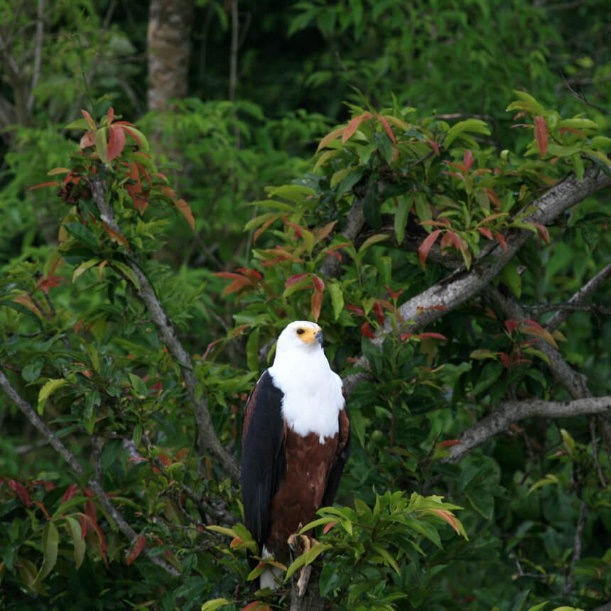bird-1