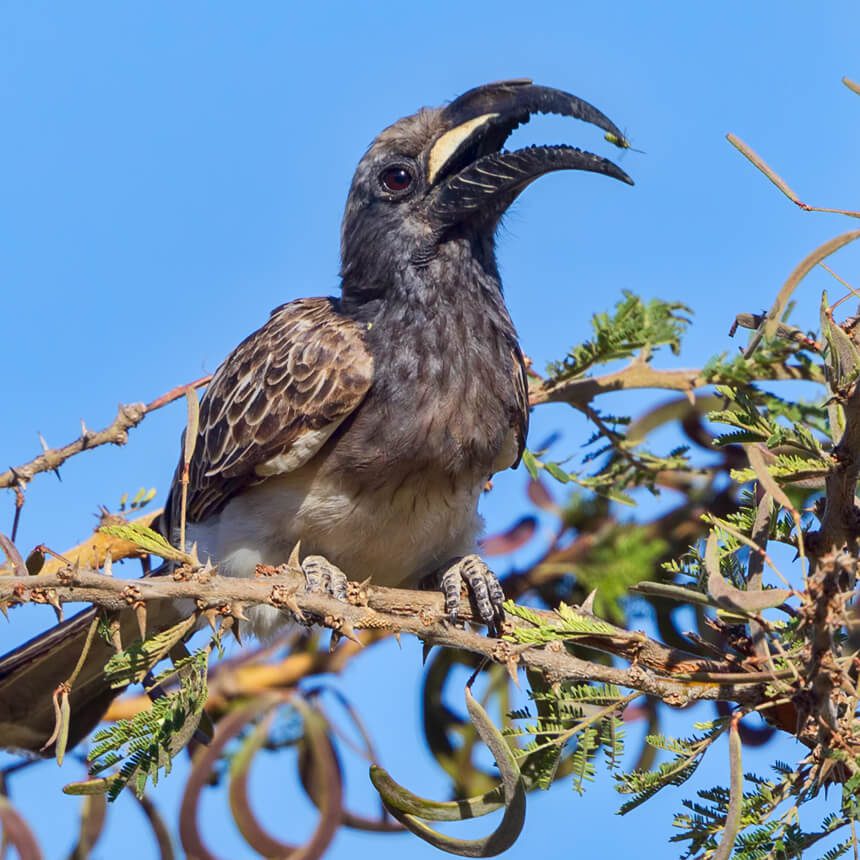bird-2
