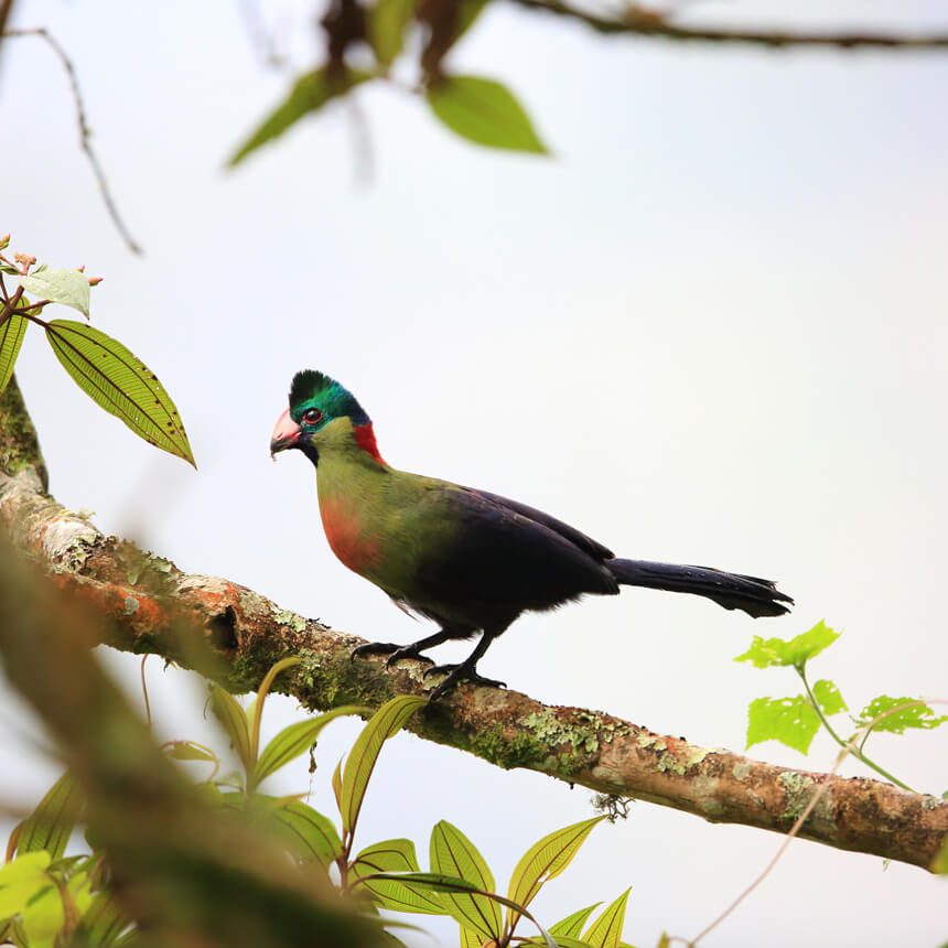 bird-3