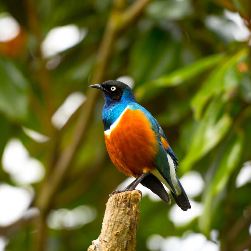 bird-7