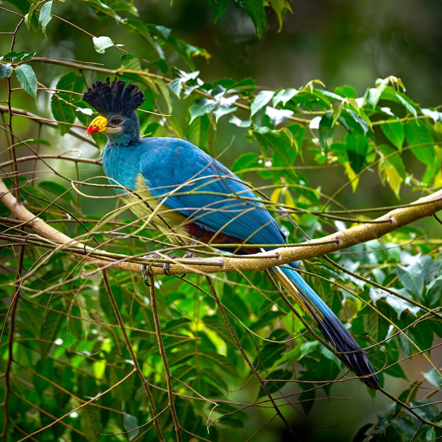 birding-uganda (1)