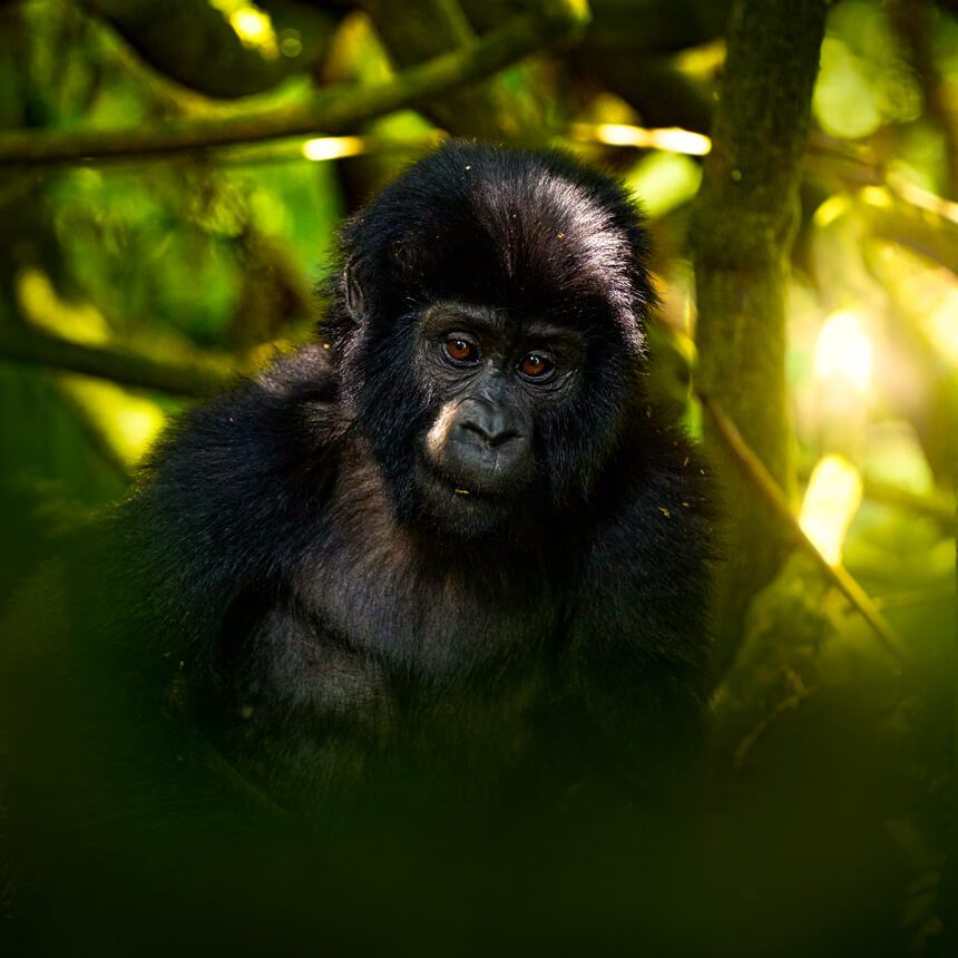 bwindi-1 (1)