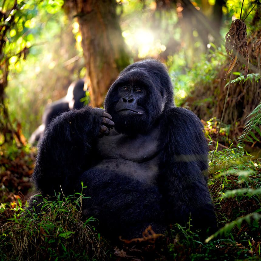 bwindi-1
