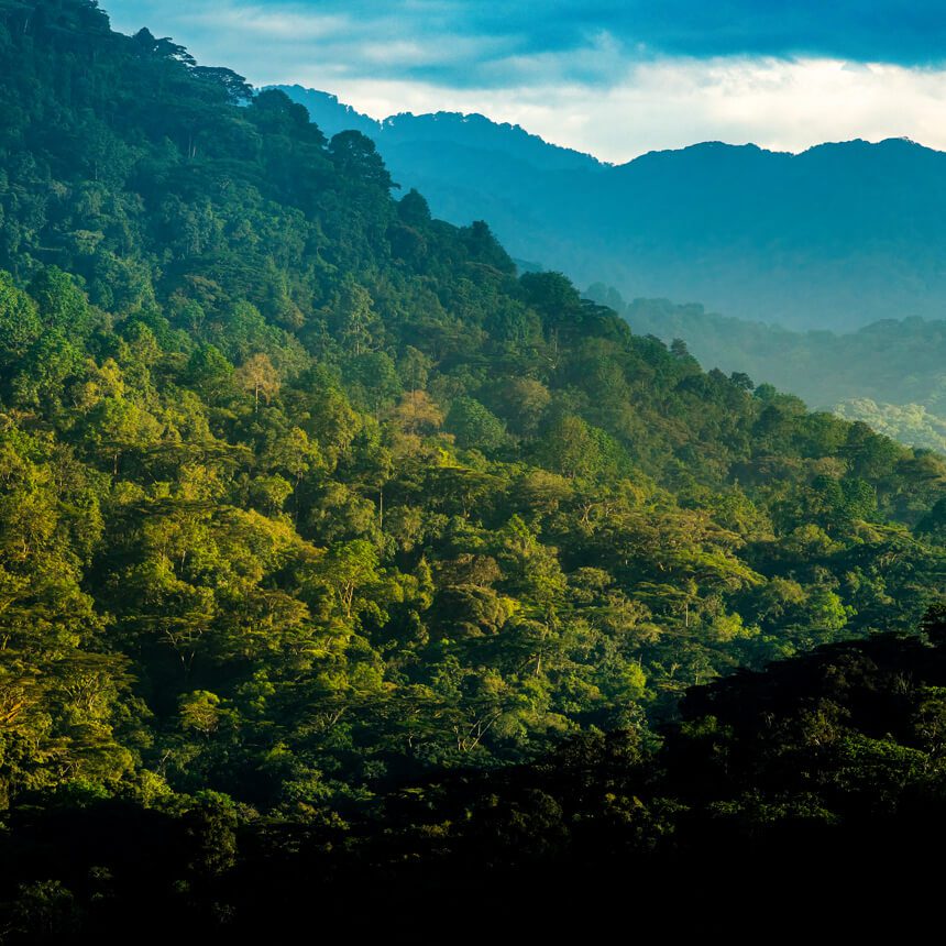 bwindi-2 (1)