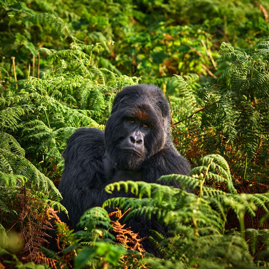bwindi-3 (1)