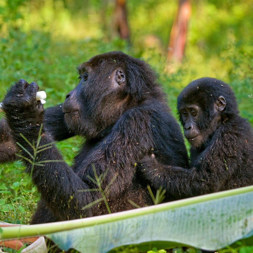 bwindi-4 (1)