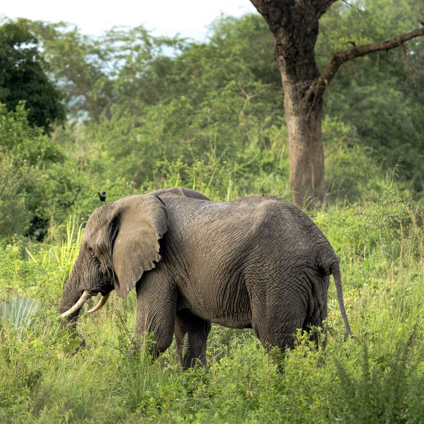 bwindi-4