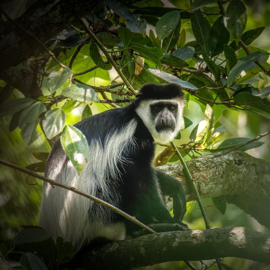 bwindi-5 (1)