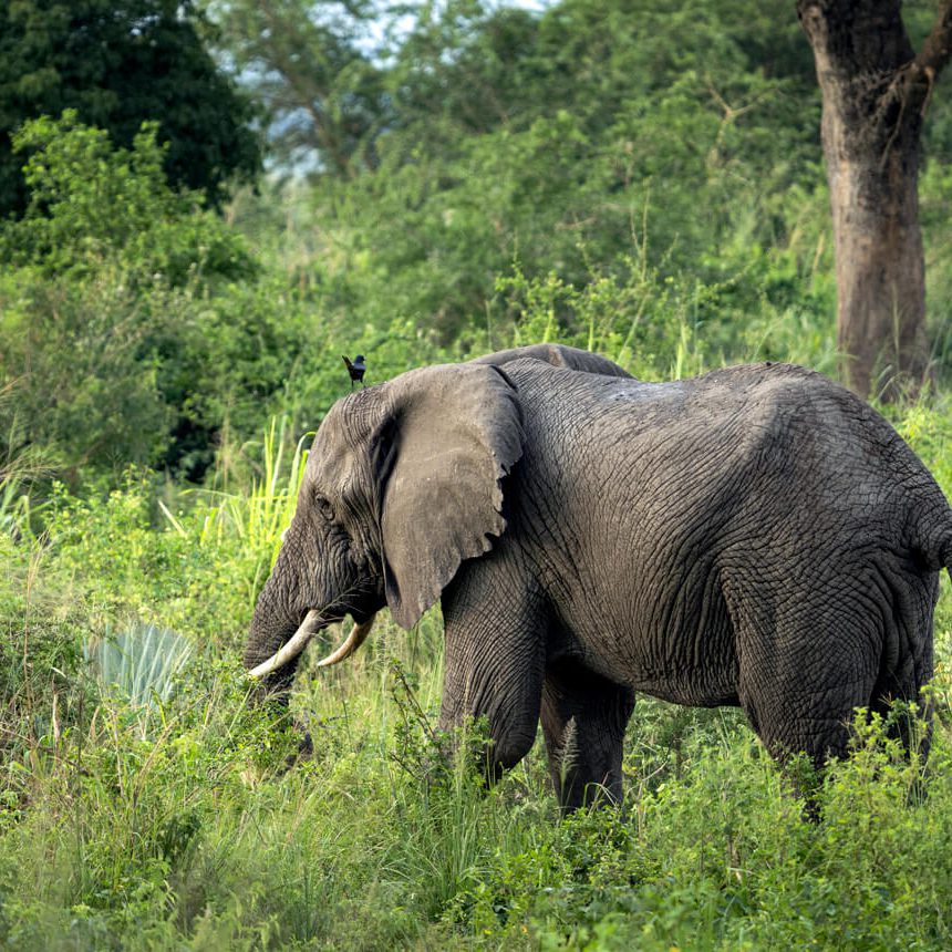 bwindi-6 (1)