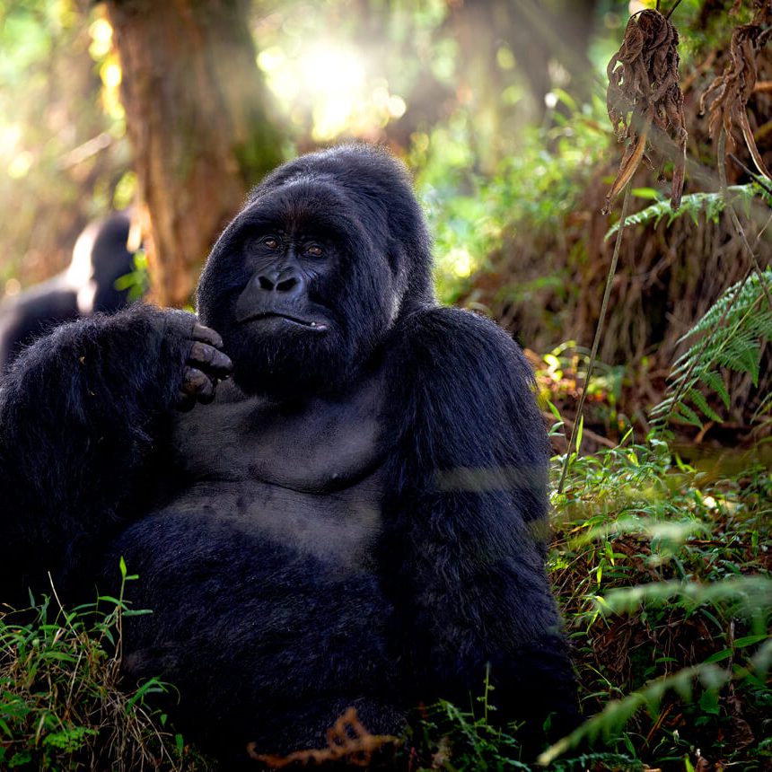 gorilla-cover