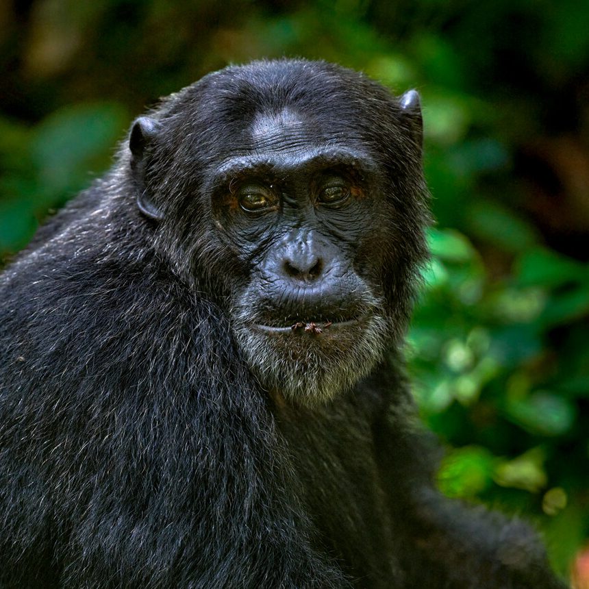 kibale-6 (1)