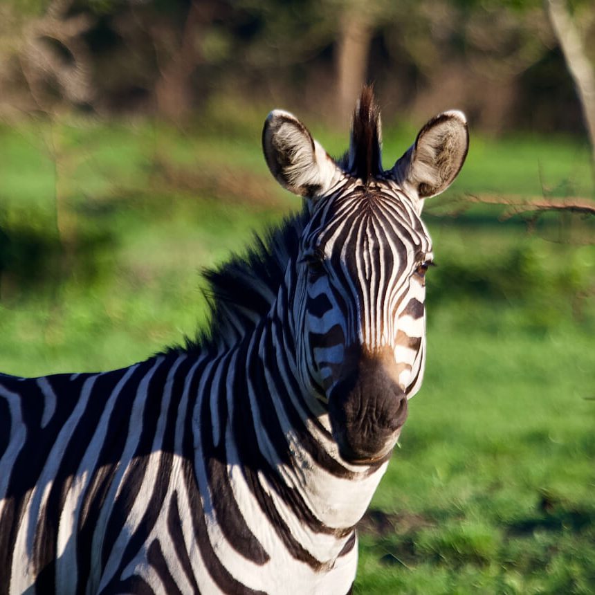 lake-mburo-1 (1)