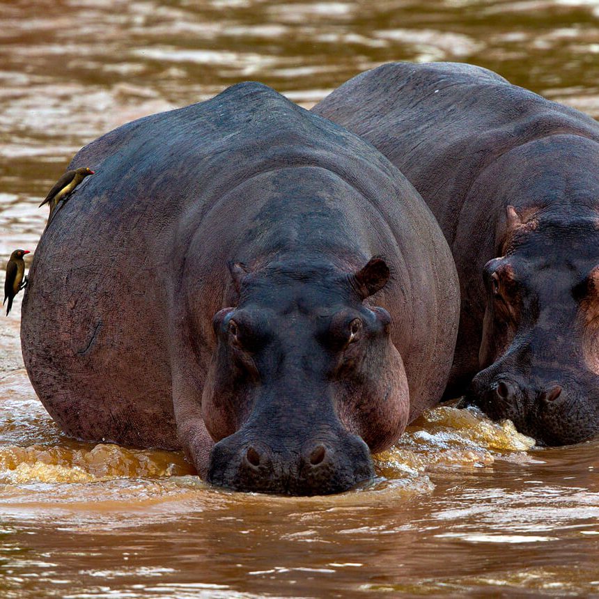 lake-mburo (1)