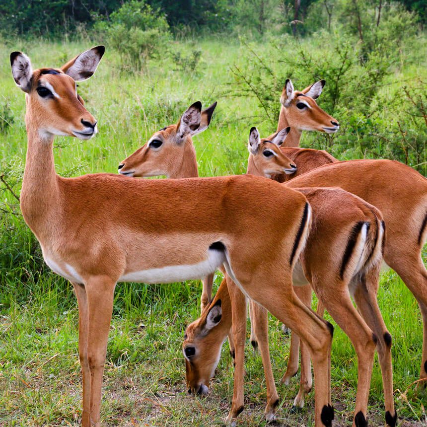 mburo-3 (1)
