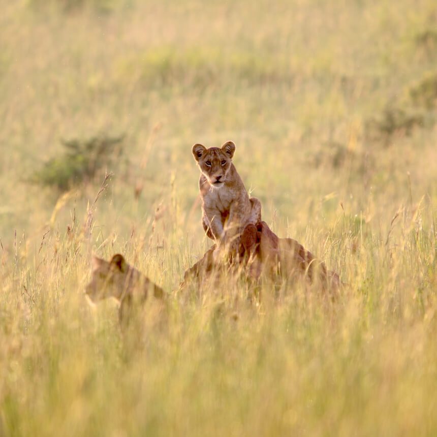 murchison-3 (1)