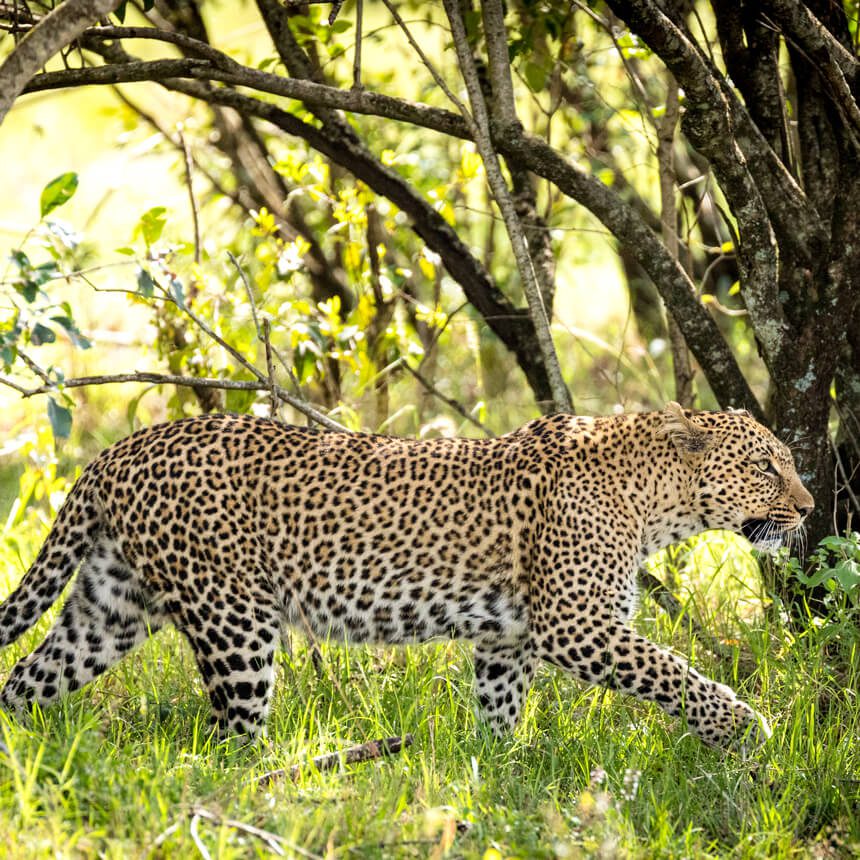 murchison-5