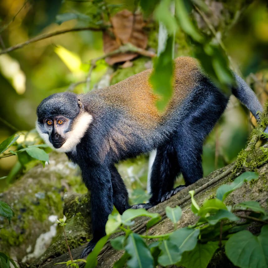 nyungwe-5 (1)