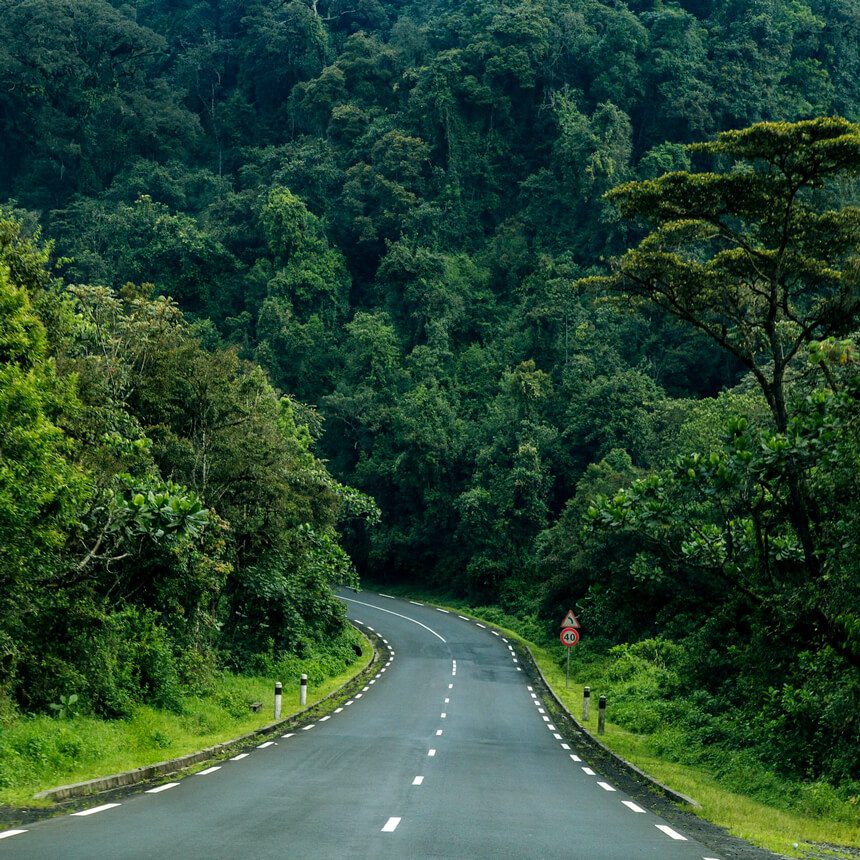 nyungwe-7 (1)