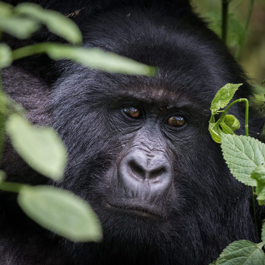 rwanda-1 (1)