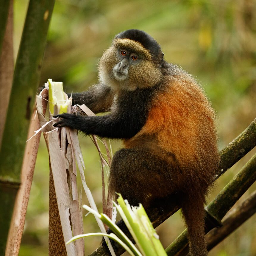 trekking-rwanda (1)
